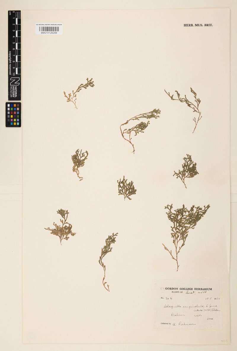 Selaginella jacquemontii photo 4