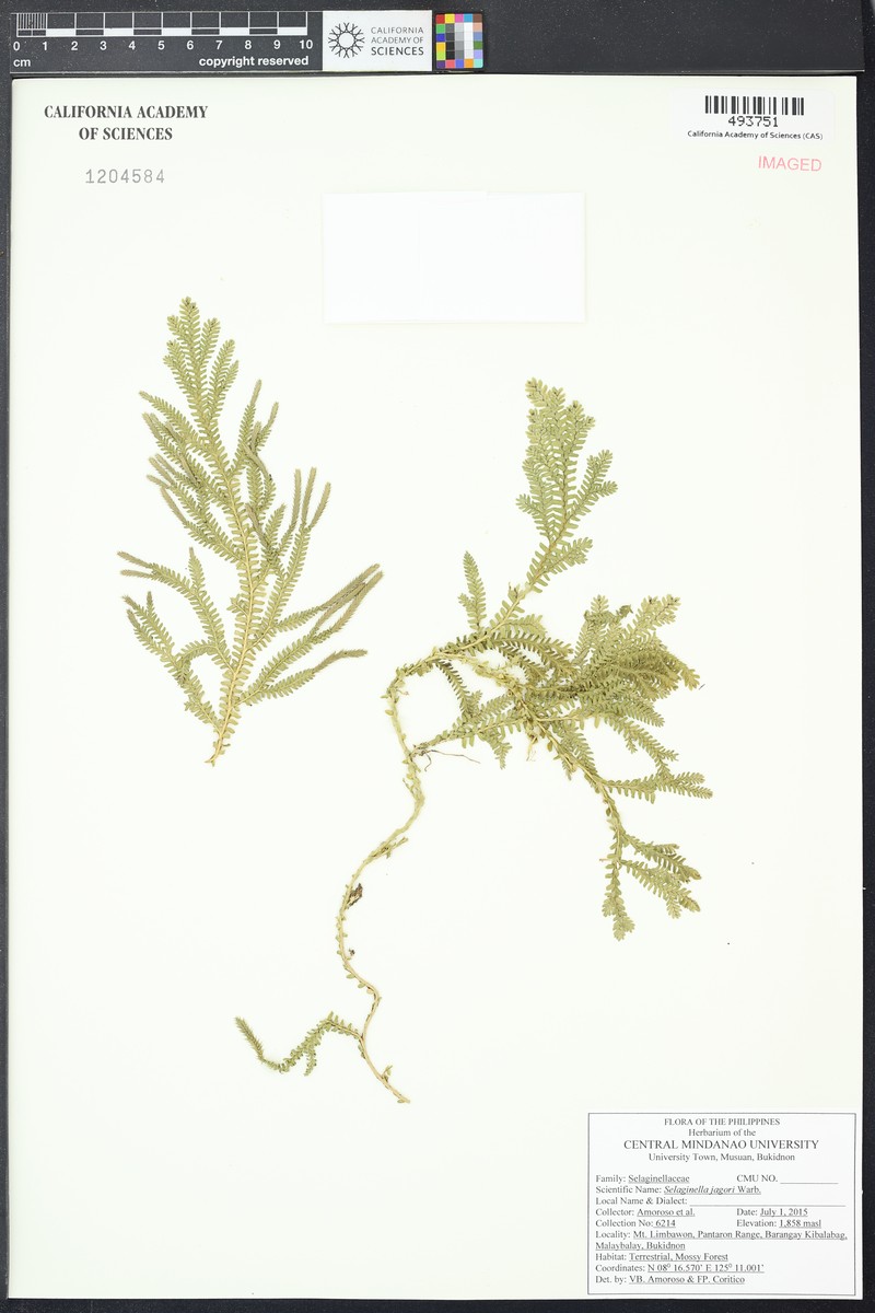 Selaginella jagorii