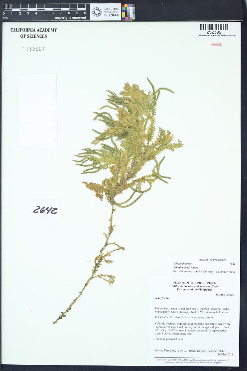 Selaginella jagorii photo 2