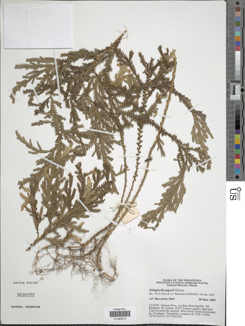 Selaginella jagorii photo 3