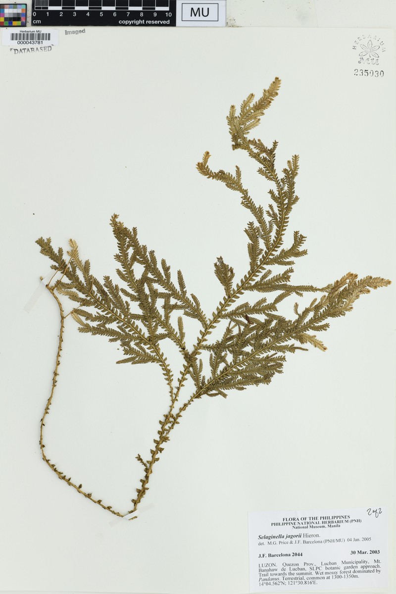 Selaginella jagorii photo 4