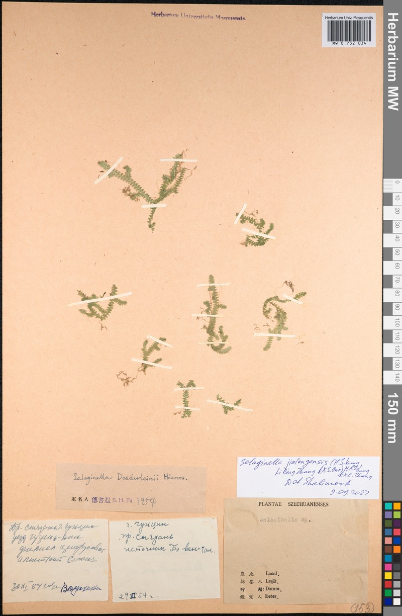 Selaginella jiulongensis