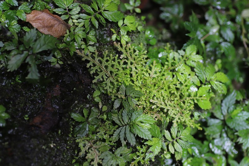 Selaginella kalbreyeri
