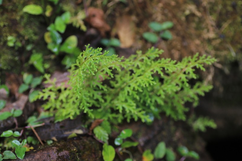 Selaginella kalbreyeri photo 2