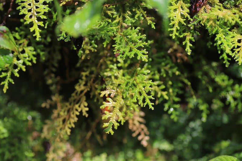 Selaginella kalbreyeri photo 3