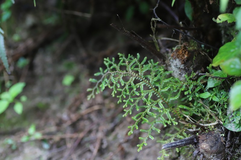 Selaginella kalbreyeri photo 4