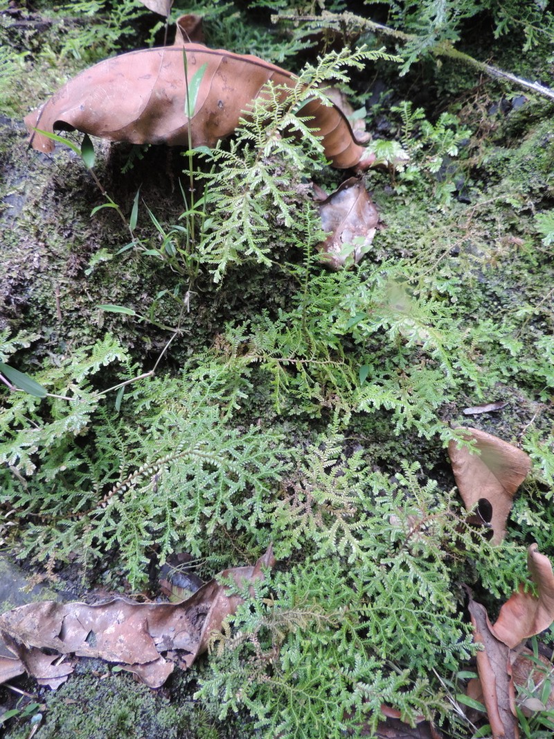 Selaginella kalbreyeri photo 5