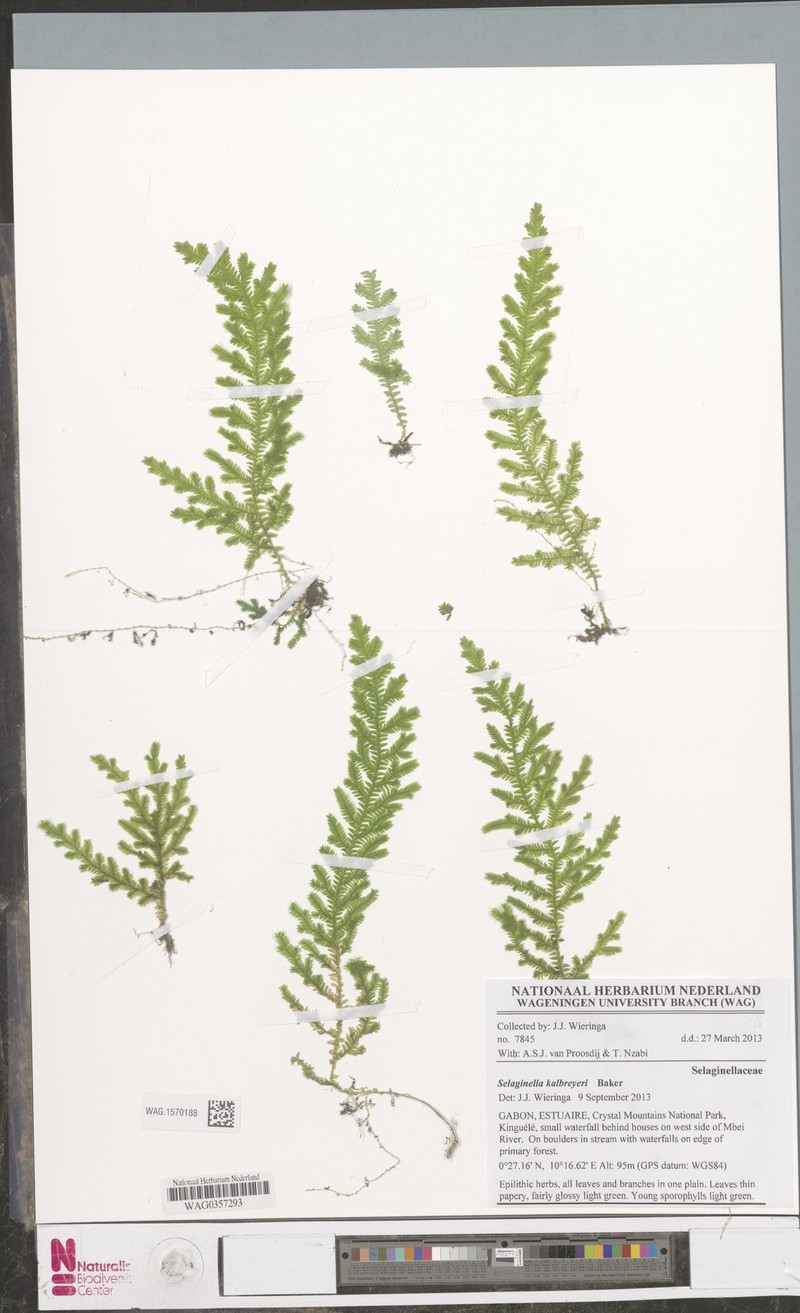 Selaginella kalbreyeri photo 6