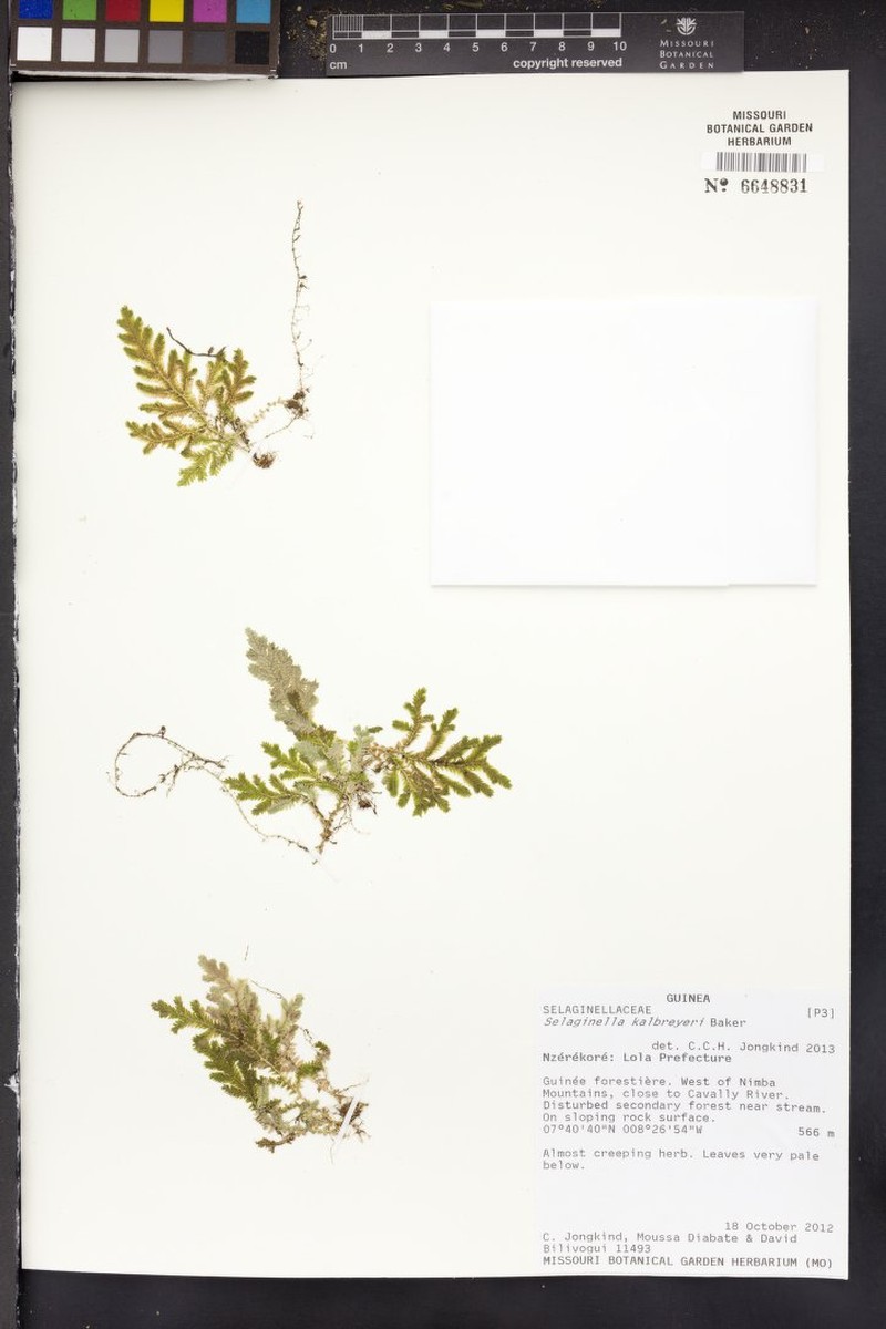 Selaginella kalbreyeri photo 7