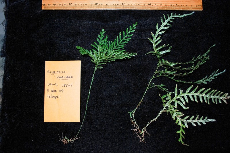 Selaginella kanehirae