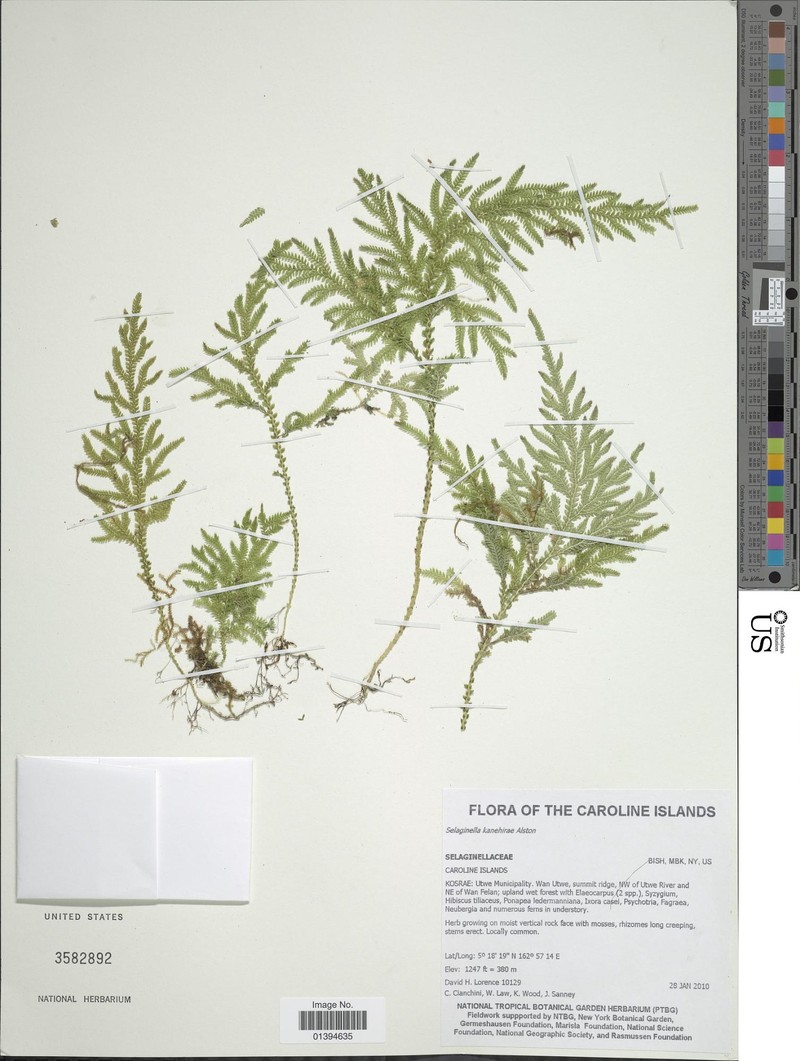 Selaginella kanehirae photo 2