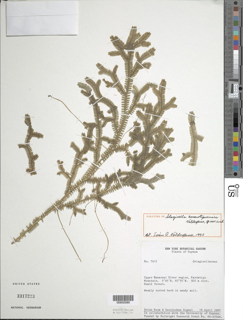 Selaginella karowtipuensis