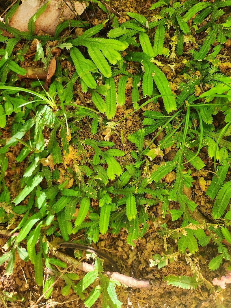 Selaginella kerstingii