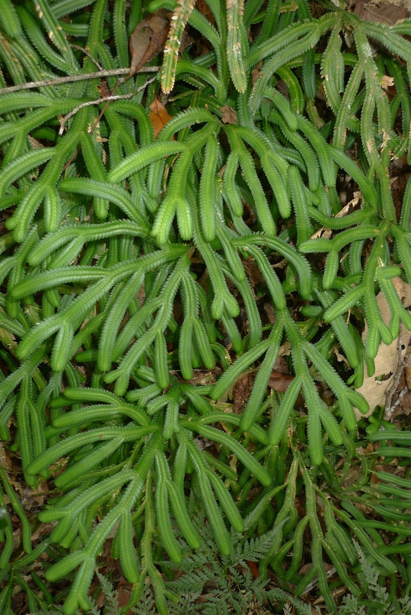 Selaginella kerstingii photo 2