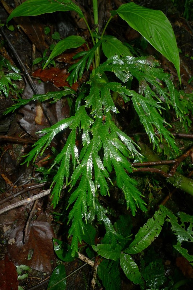 Selaginella kerstingii photo 3