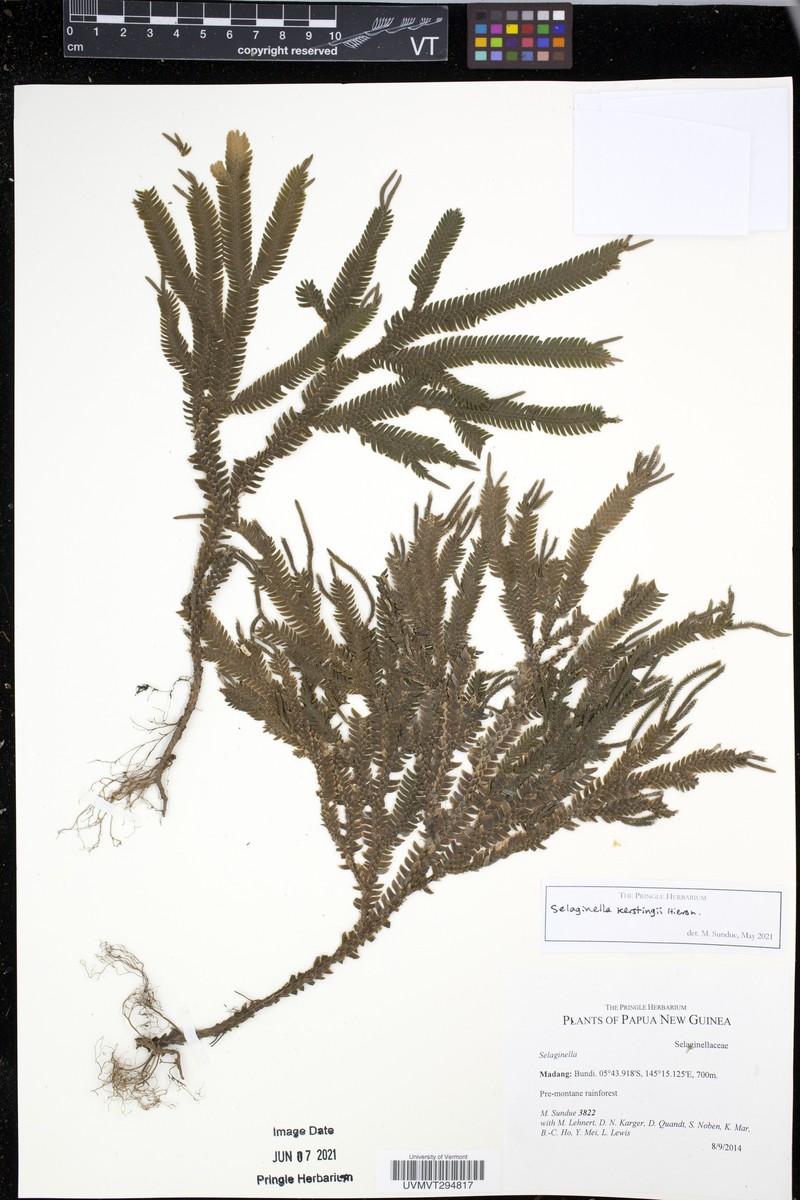Selaginella kerstingii photo 4