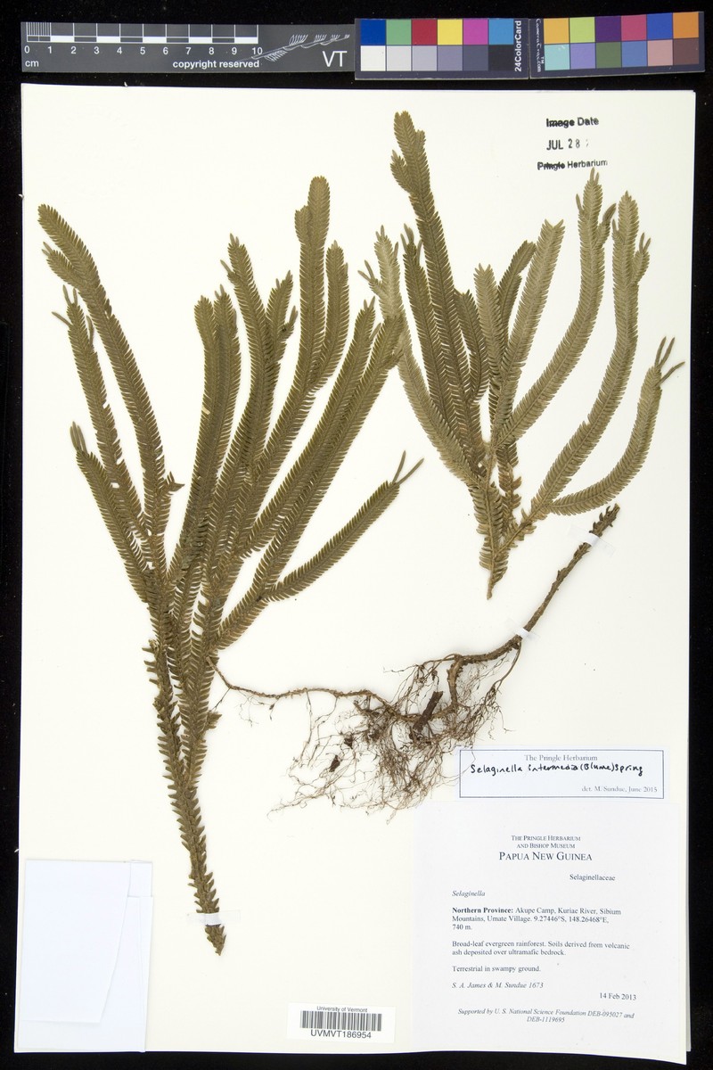 Selaginella kerstingii photo 5