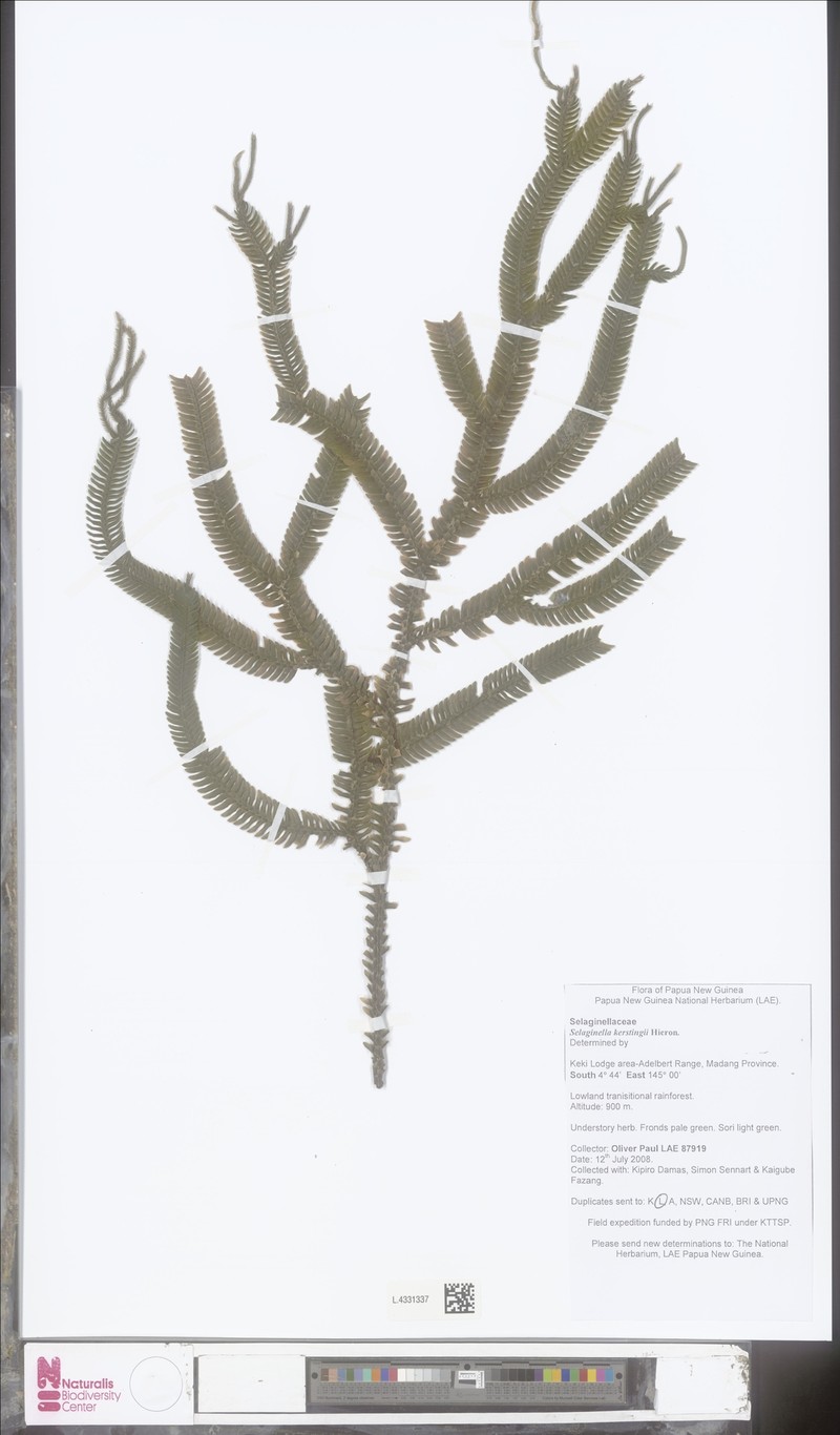 Selaginella kerstingii photo 6
