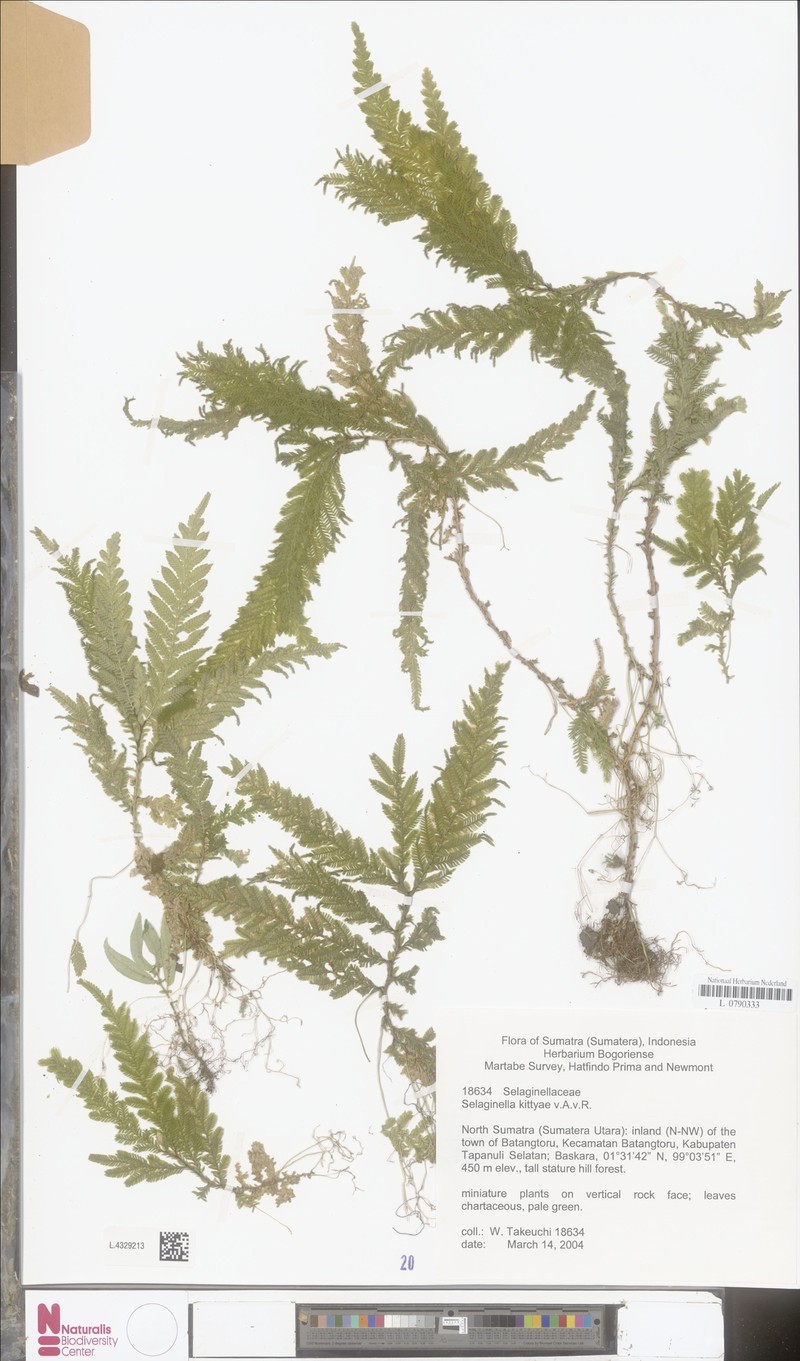 Selaginella kittyae