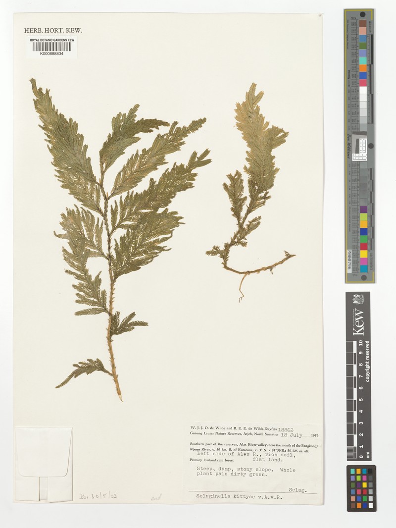 Selaginella kittyae photo 2