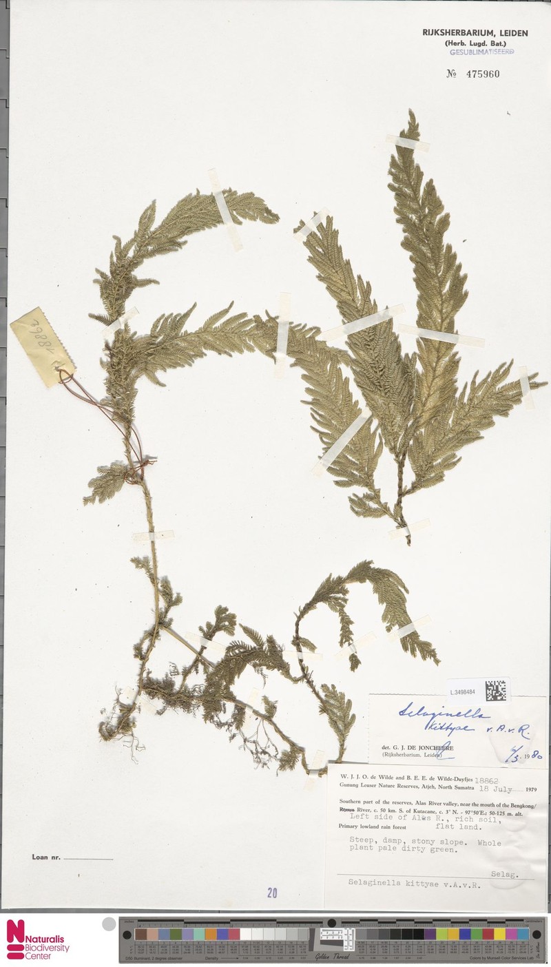 Selaginella kittyae photo 3