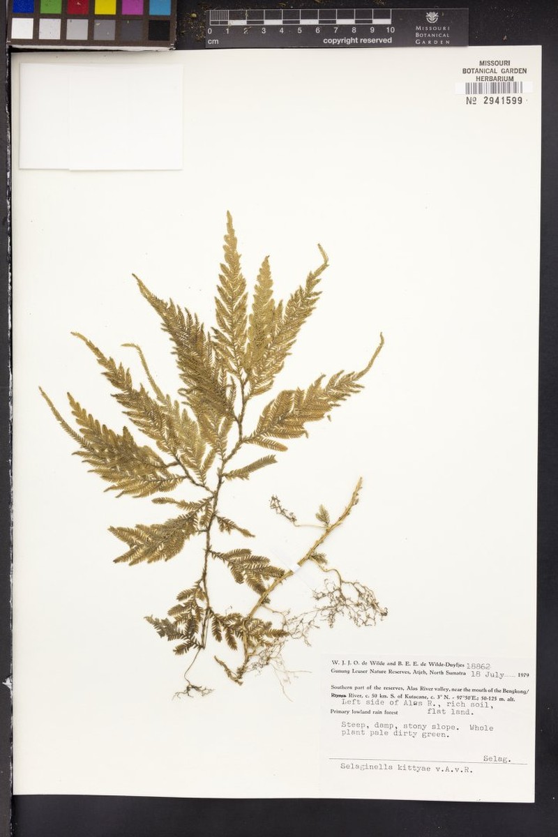 Selaginella kittyae photo 4