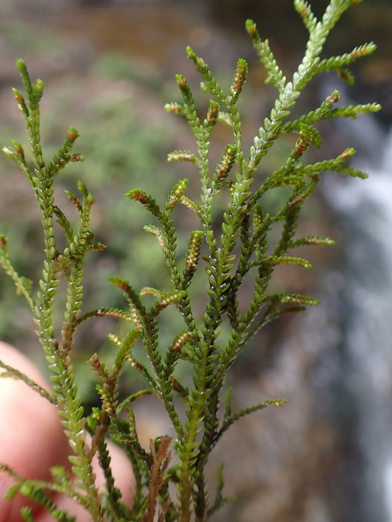Selaginella kivuensis