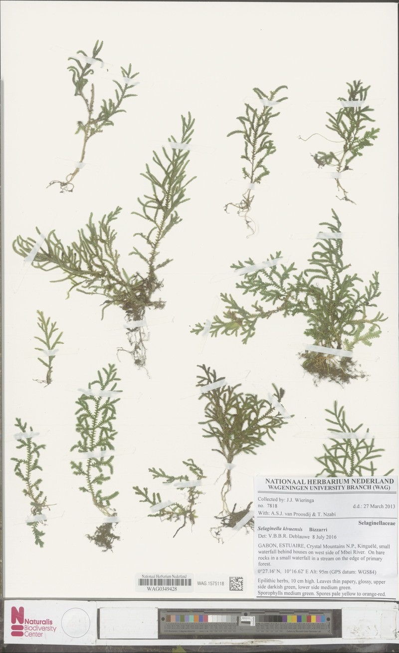 Selaginella kivuensis photo 2