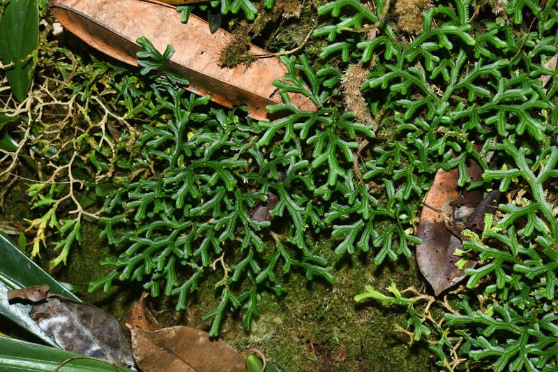 Selaginella kochii photo 2
