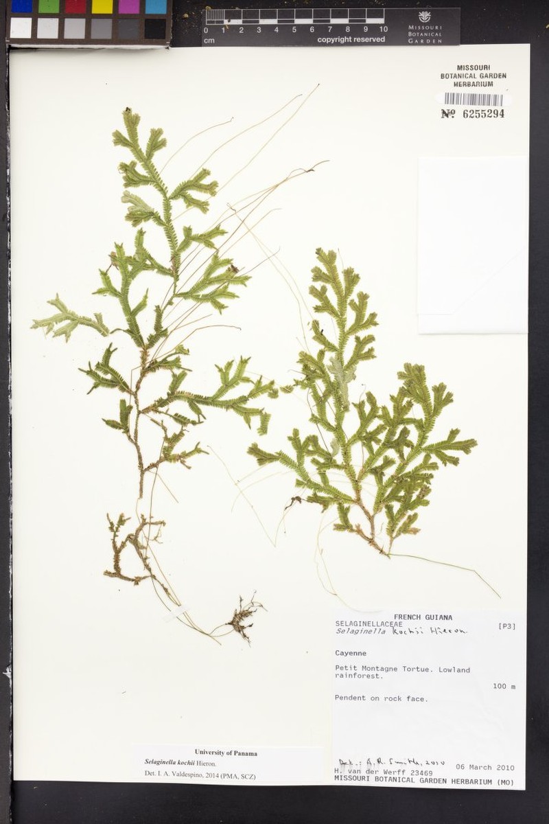 Selaginella kochii photo 3