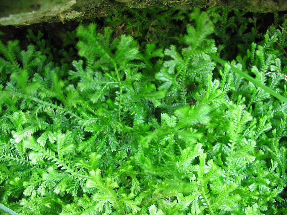 Krauss' Spikemoss photo 5
