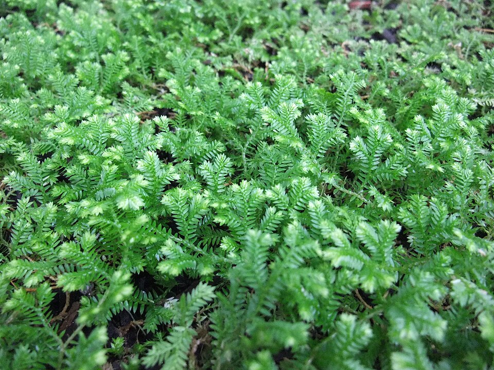 Krauss' Spikemoss