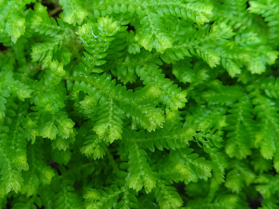Krauss' Spikemoss photo 6