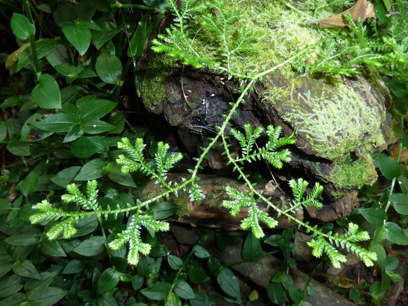 Krauss' Spikemoss photo 2