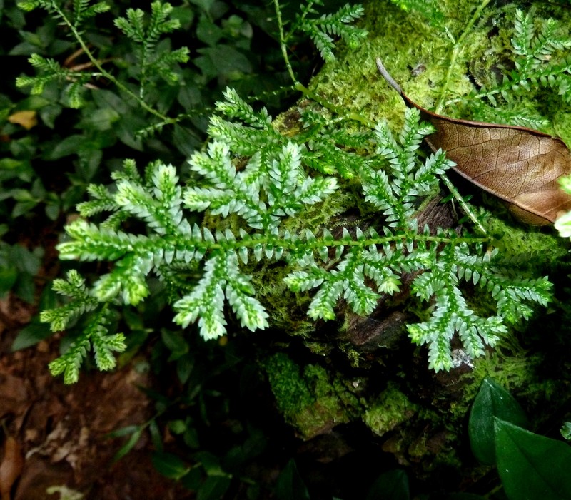 Krauss' Spikemoss photo 3