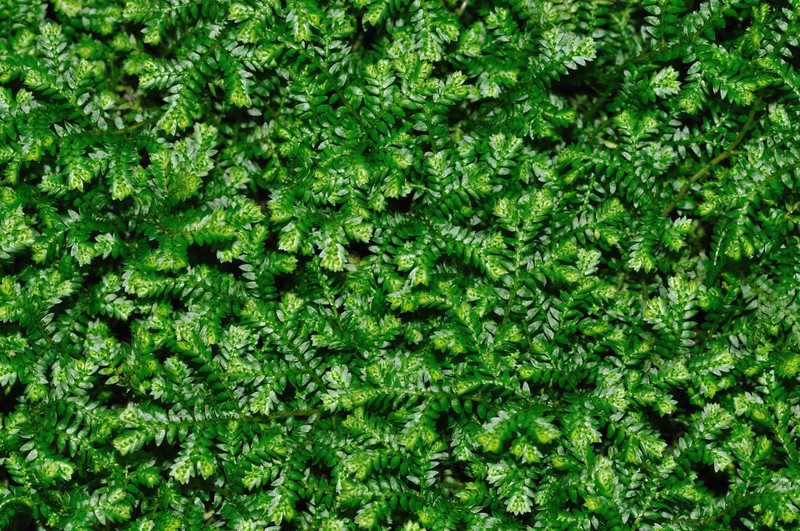 Krauss' Spikemoss photo 4