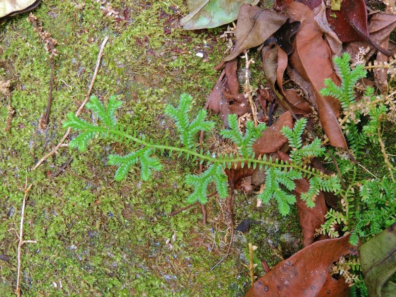Krauss' Spikemoss photo 7