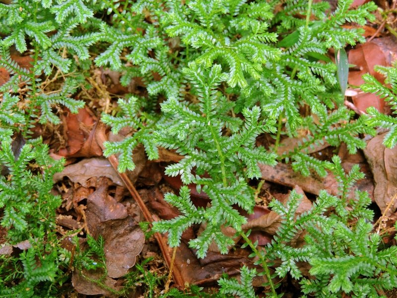 Krauss' Spikemoss photo 8