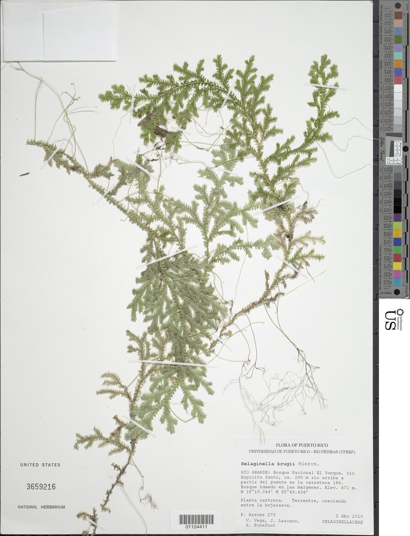 Krug's Spikemoss