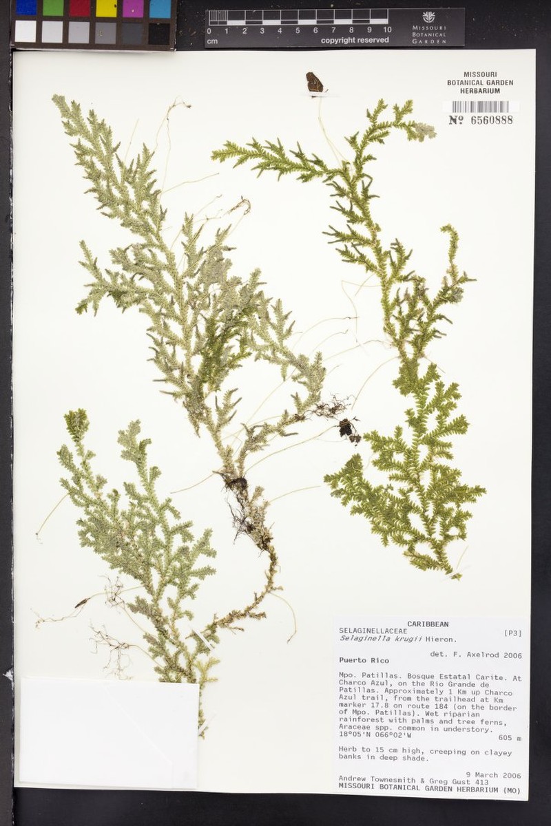 Krug's Spikemoss photo 2