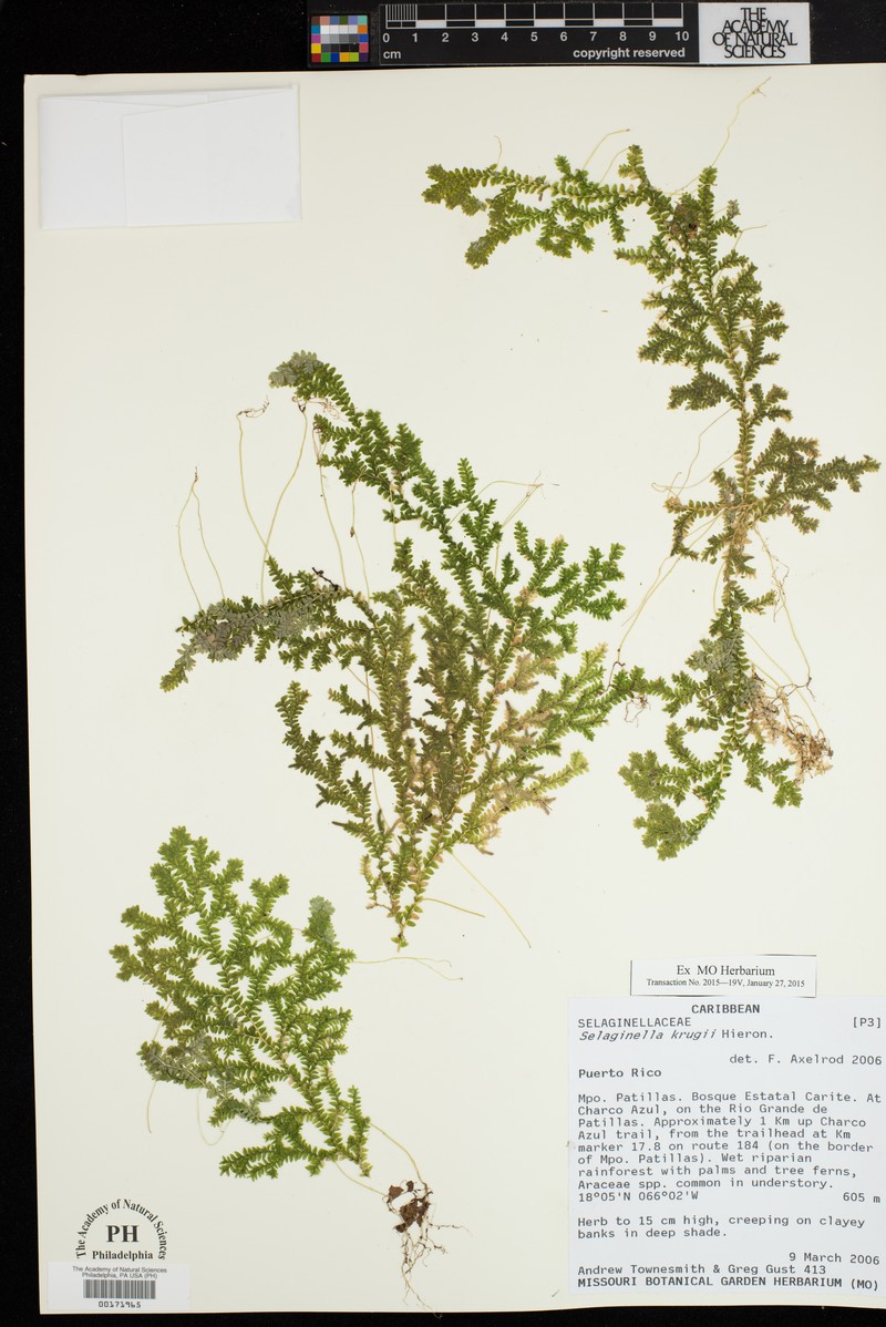 Krug's Spikemoss photo 3