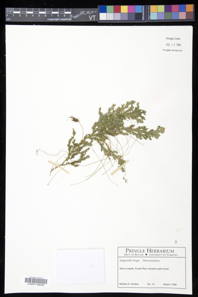 Krug's Spikemoss photo 4