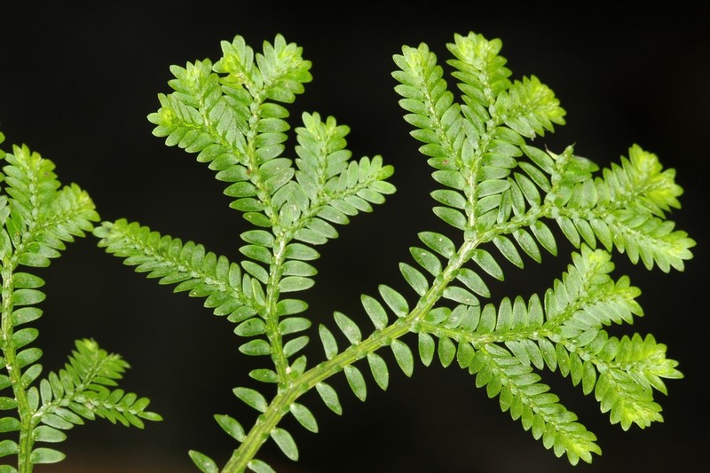 Selaginella kunzeana