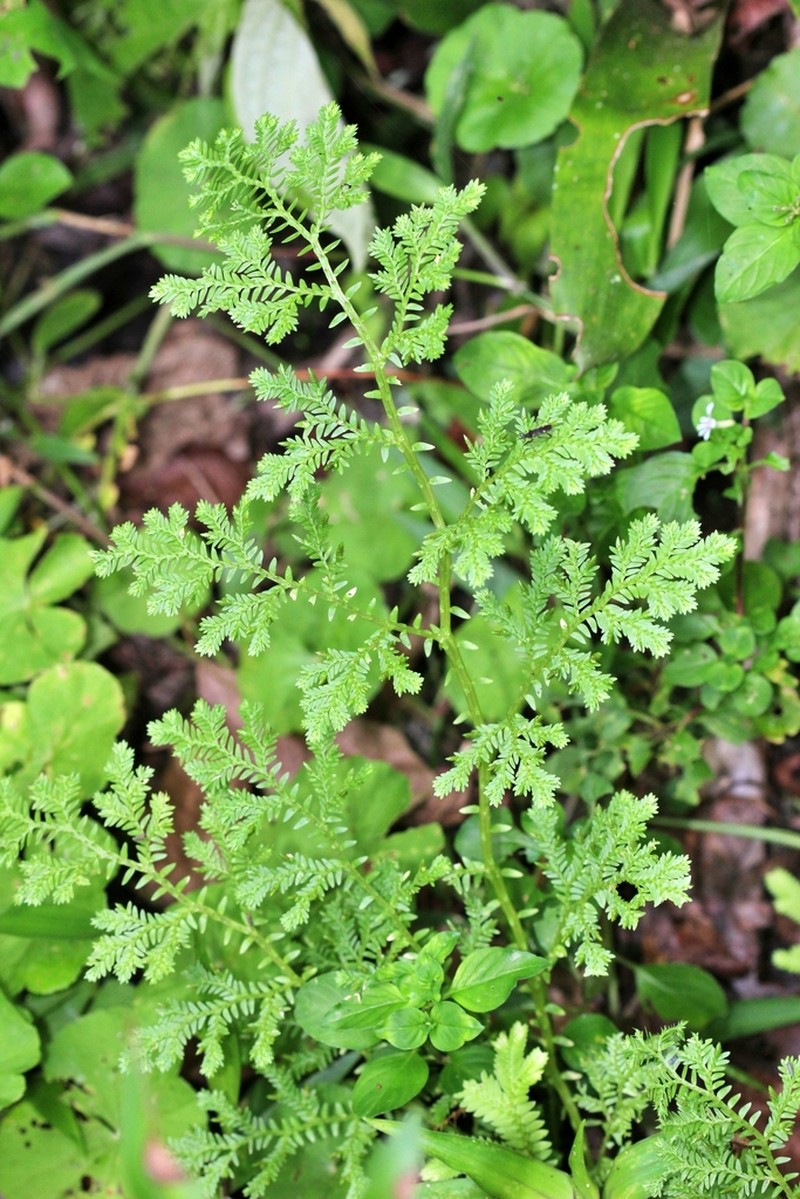 Selaginella kunzeana photo 2