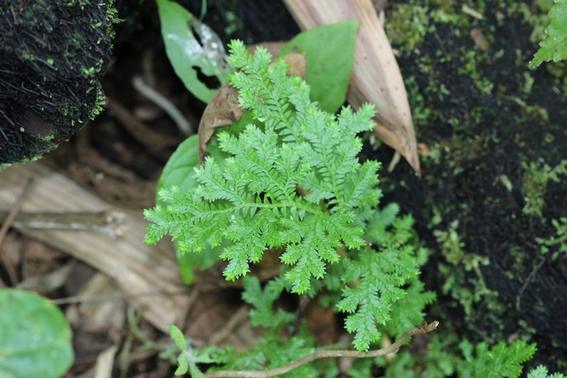 Selaginella kunzeana photo 4