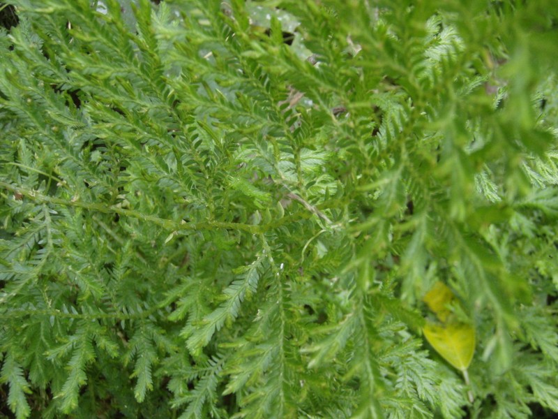 Selaginella kunzeana photo 5