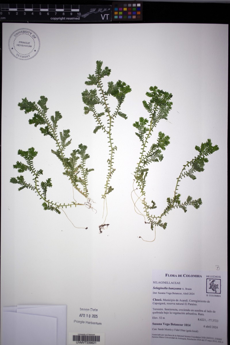 Selaginella kunzeana photo 6
