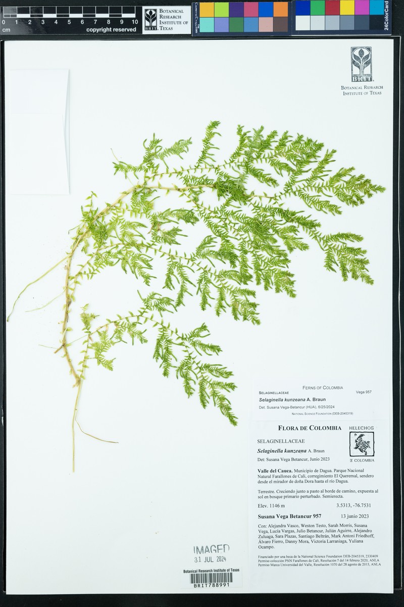 Selaginella kunzeana photo 7