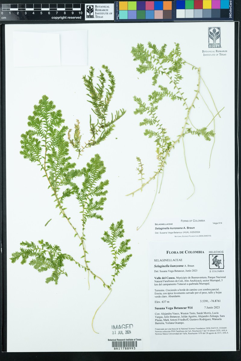 Selaginella kunzeana photo 8