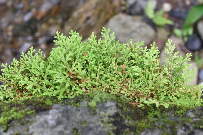 Selaginella kurzii